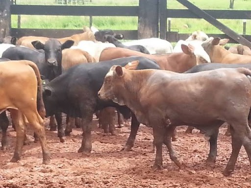 Como produzir gado precoce de ganho de peso rápido com cruzamento industrial?